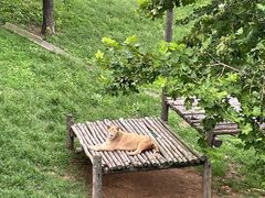 -西霞口神雕山野生动物世界
