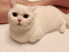 -1013 PET SHOP 宠物商店(近铁城市广场店)