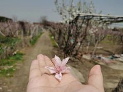-田园东方蜜桃村的田野营地