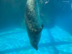 -海合安成都极地海洋公园