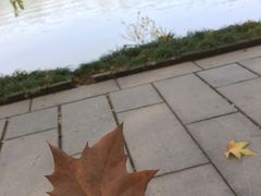 -水西门南京桂花盐水鸭