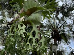 -中国科学院西双版纳热带植物园
