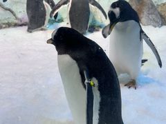 -芜湖新华联大白鲸海洋公园