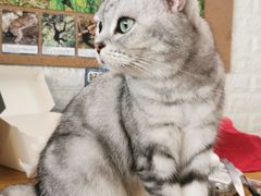 -平行世界·猫咖(首经贸店)