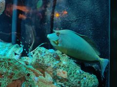 -悉尼海洋生物水族馆