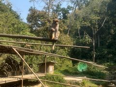 -西双版纳原始森林公园