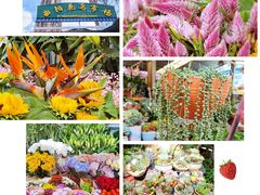 -曲阳花鸟市场(曲阳路店)