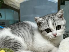 -屋虎猫馆(宝安大仟里店)
