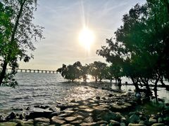 -宝安西湾红树林湿地公园