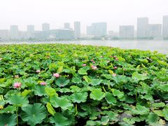 -聚龙湖公园