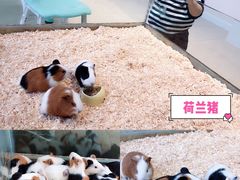 -怪兽屋·羊驼·猫咖·狗咖(俊华广场店)