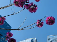 -深圳湾万象城(南山店)