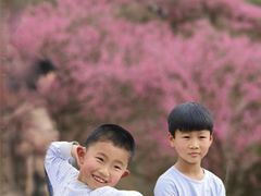 -新建村梅花