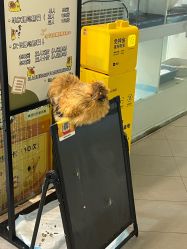 -杉影印象日式烫染專門店