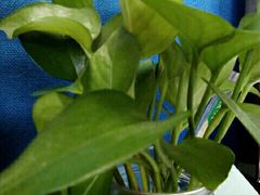 -品凯口腔(丰潭门诊)