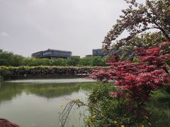 -嘉定紫藤园