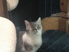 -猫色咖啡·猫咖