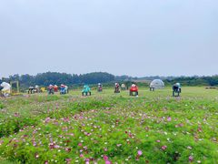 -空港花田景区