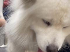 -宠福鑫康馨动物医院·骨科·眼科