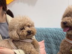 -佳雯宠物医院·皮肤科·内外科(春晓路分院)