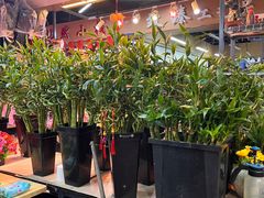 -大自然花鸟鱼虫市场