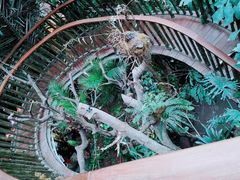 -正佳雨林生态植物园