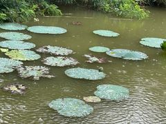 -翠湖国家城市湿地公园