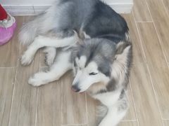 -李小姐の猫咖啡馆(五角场店)