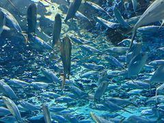 -上海海洋水族馆