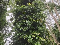 -中国科学院西双版纳热带植物园