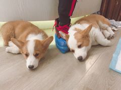 -浣熊柯尔鸭土拨鼠·电玩咖