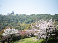 -苏州上方山国家森林公园