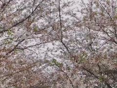 -苏州上方山国家森林公园