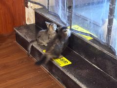 -楼上猫咖(罗湖店)