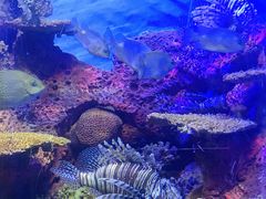 -上海海洋水族馆