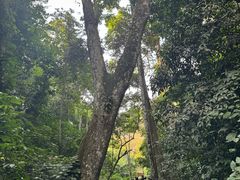 -西双版纳原始森林公园