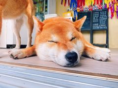 -柴犬高等学院·狗咖·柴犬售卖·宠物训练