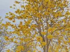 -天适樱花悠乐园