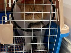 -关爱宠物医院·猫科中心·消化科(滨湖万达分院)