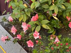 -景式·廣東粤菜(凤凰古站店)