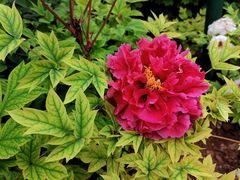 -洛阳市隋唐城遗址植物园