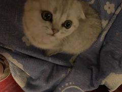 -关爱宠物医院·猫科中心·消化科(滨湖万达分院)