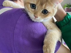 -东方名猫馆·英短金渐层布偶猫舍(环线广场1号楼店)