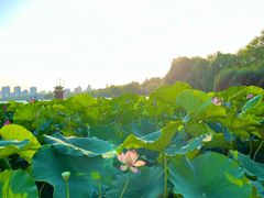 -济南大明湖景区