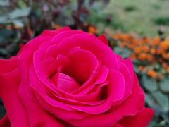 -紫颐香薰山谷景区