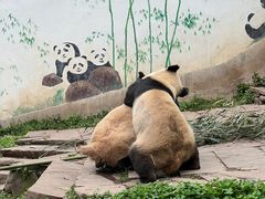 -中国大熊猫保护研究中心雅安碧峰峡基地