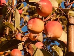 -永定河休闲森林公园