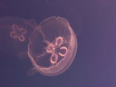 -福州罗源湾海洋世界旅游区