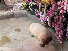 -正佳雨林生态植物园