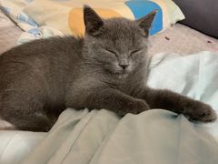 -lincat·猫舍(广州店)
